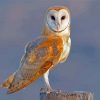 Barn Owl Bird Wing Diamond Painting