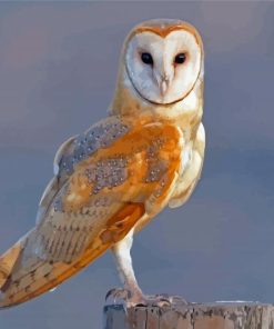 Barn Owl Bird Wing Diamond Painting