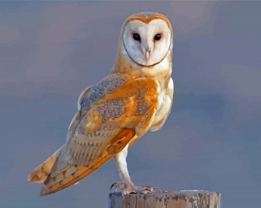 Barn Owl Bird Wing Diamond Painting