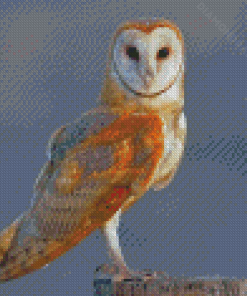 Barn Owl Bird Wing Diamond Painting