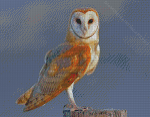 Barn Owl Bird Wing Diamond Painting