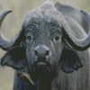 Black Buffalo Diamond Painting