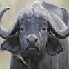 Black Buffalo Diamond Painting