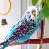 Blue Parakeet Budgie Bird Diamond Painting