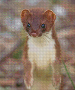 Brown Ermine Diamond Painting