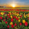 Colorful Tulips In Field Diamond Painting