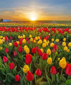 Colorful Tulips In Field Diamond Painting