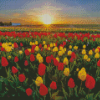 Colorful Tulips In Field Diamond Painting