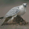 White Gyrfalcon Diamond Painting