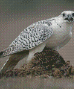 White Gyrfalcon Diamond Painting