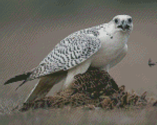 White Gyrfalcon Diamond Painting