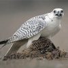 White Gyrfalcon Diamond Painting