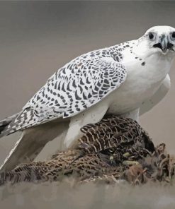 White Gyrfalcon Diamond Painting