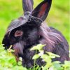 Cute Black Bunny Diamond Painting