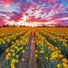 Daffodils Field At Sunset Diamond Painting