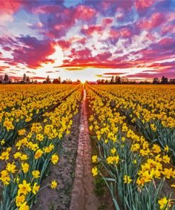 Daffodils Field At Sunset Diamond Painting