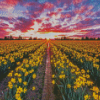 Daffodils Field At Sunset Diamond Painting