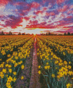 Daffodils Field At Sunset Diamond Painting