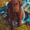 Flat Coated Retriever In Blanket Diamond Painting