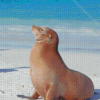 Galapagos Sea Lion Animal Diamond Painting