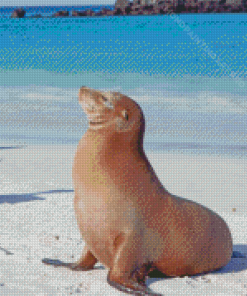 Galapagos Sea Lion Animal Diamond Painting