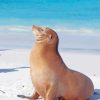 Galapagos Sea Lion Animal Diamond Painting