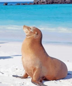 Galapagos Sea Lion Animal Diamond Painting