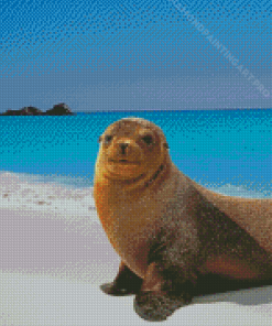 Galapagos Sea Lion Diamond Painting