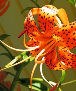 Orange Tiger Flower Diamond Painting