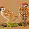 Sparrows In Tree Diamond Painting