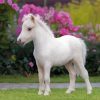 White Mini Horse Diamond Painting