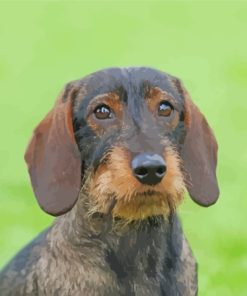 Wire Haired Dachshund Dog Diamond Painting