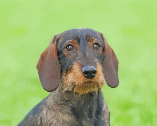 Wire Haired Dachshund Dog Diamond Painting