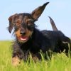 Wire Haired Dachshund Running Diamond Painting