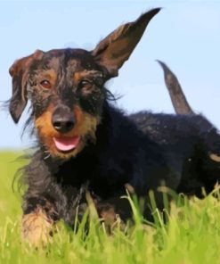 Wire Haired Dachshund Running Diamond Painting