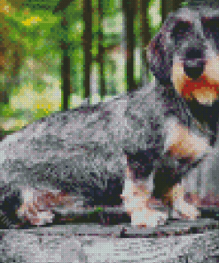 Wire Haired Dachshund Diamond Painting