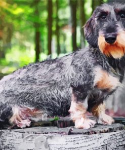 Wire Haired Dachshund Diamond Painting