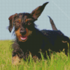 Wire Haired Dachshund Running Diamond Painting