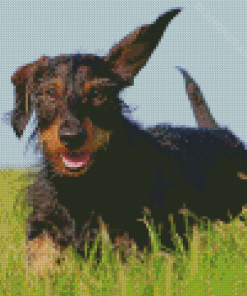 Wire Haired Dachshund Running Diamond Painting