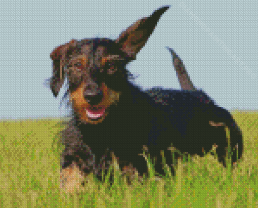 Wire Haired Dachshund Running Diamond Painting