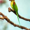 Alexandrine Parakeet On A Tree Branch Diamond Painting