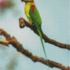 Alexandrine Parakeet On A Tree Branch Diamond Painting