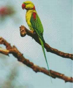 Alexandrine Parakeet On A Tree Branch Diamond Painting