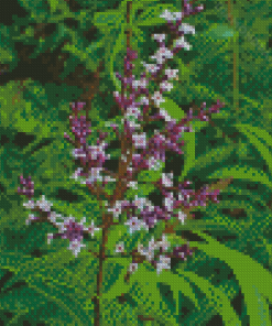 Aloysia Plant Flowers Diamond Painting