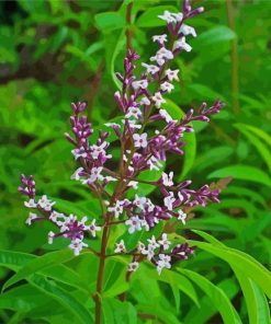 Aloysia Plant Flowers Diamond Painting