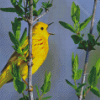 Yellow Warbler Bird Singing Diamond Painting