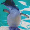 Australian Fairy Penguin Diamond Painting