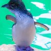 Australian Fairy Penguin Diamond Painting