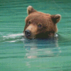 Bear Animal In Water Diamond Painting