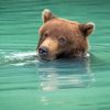 Bear Animal In Water Diamond Painting